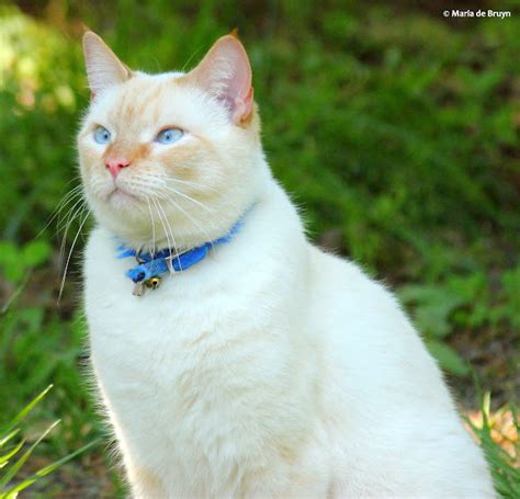 Flame Point Siamese Project Noah