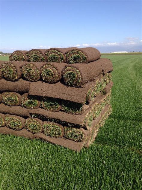 Sod Grass Rolls 405 Ea Roll We Cut Daily 2x4 8sqft Per Roll For