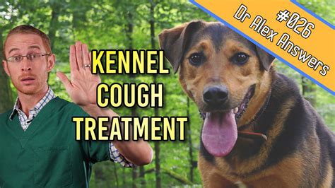 Do You Really Need To Treat Kennel Cough In Dogs — Our Pets Health