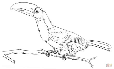 Toucan coloring pages suitable for toddlers, preschool and kindergarten kids. Keel Billed Toucan on the branch coloring page | Free ...