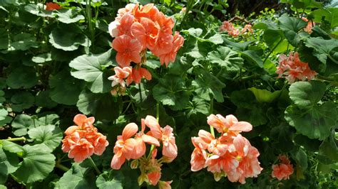 무료 이미지 식물학 플로라 꽃들 제라늄 관목 금어초 오렌지 꽃 꽃 피는 식물 장미 가족 만 옆의 정원 연간 공장 육상 식물 5312x2988
