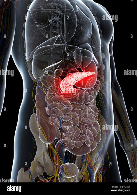 Healthy Pancreas Hi Res Stock Photography And Images Alamy