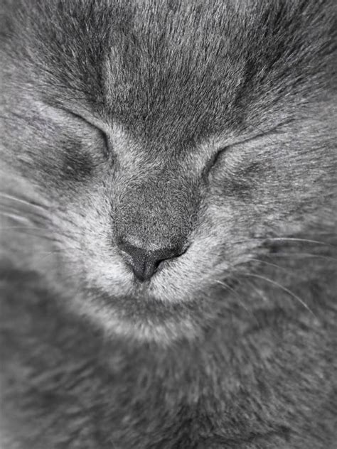 Gray British Cat Is Sleeping Stock Photo Image Of Mousey Eyes 24236802