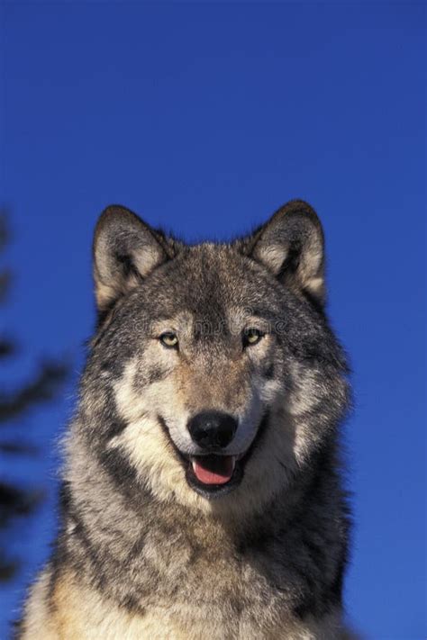 North American Grey Wolf Canis Lupus Occidentalis Portrait Of Adult