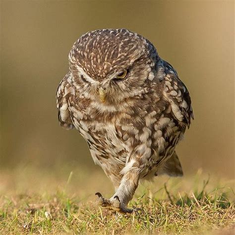 1 Home Twitter In 2021 Owl Legs Funny Owl Pictures Owl Pictures