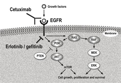 Epidermal Growth Factor Receptor Egfr Pathway And Anti Egfr Therapy