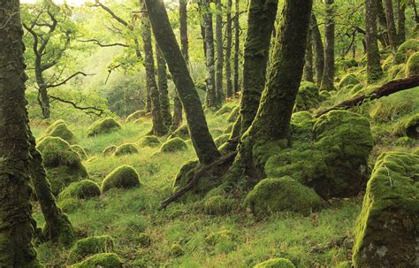 Saving Scotlands Rainforest