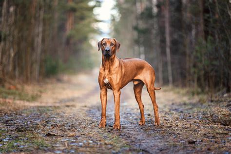 The Rhodesian Ridgeback Growth Chart Everything To Know