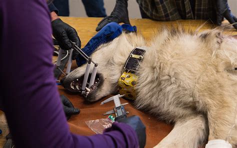 Cross Fostering Helps Mexican Wolf Population Boost Genetic Mix