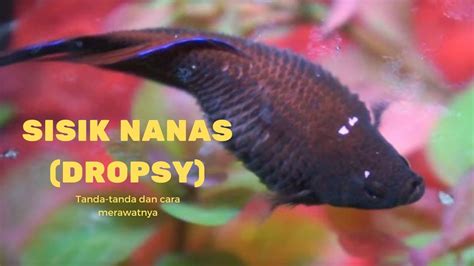 Sisik Nanas Dropsy Penyakit Ikan Cupang Paling Berbahaya Tanda