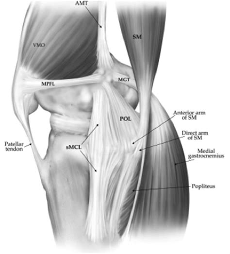 Knee Tendon Diagram Knee Joint Anatomy Labeled Diagram Poster