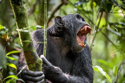 Heres What Complex Primate Societies Can Teach Us About Biology And Gender