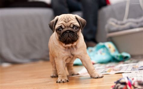 Pug Puppy Wallpapers Wallpaper Cave