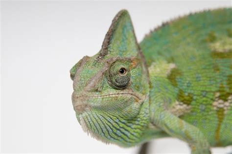 Chameleon Face Extreme Closeup Stock Image Image Of Lizard Reptile