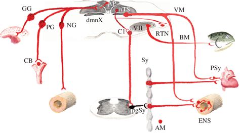 Functional Anatomy Of The Visceral Reflex Circuits All Neurons Shown