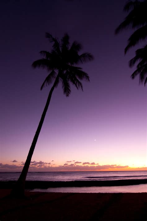 Hawaii Palm Tree Sunset Stock By Leeorr Stock On Deviantart