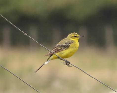 Yellow Wagtail Marnixs Bird Gallery