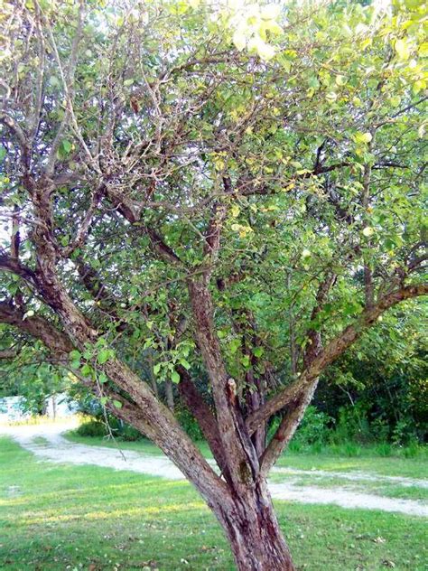 Old and unproductive trees in a commercial orchard would normally be removed (a well pruned new tree will produce far more fruit in the long run) but in the garden there are. photos 4 wild apple trees Michigan (plants forum at permies)