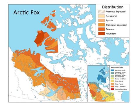 Arctic Fox Environment And Climate Change