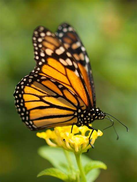 3840x2160 Resolution Female Monarch Butterfly On Yellow Flower Hd
