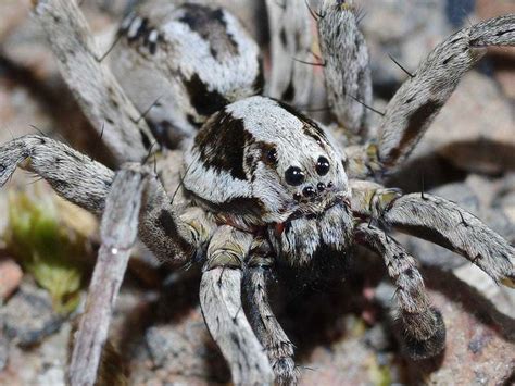 Great Fox Spider Spotted For First Time In 25 Years In Surrey