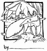 Anteaters Coloring Popular sketch template