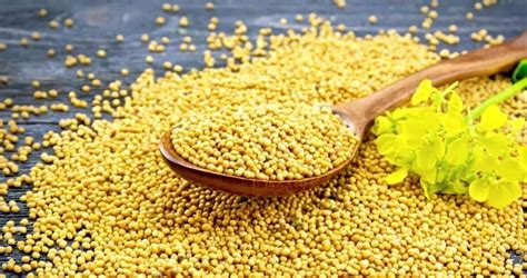 What Does A Mustard Seed Grow Into Complete List Of Facts