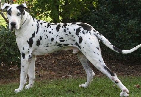 Black And White Great Dane White Great Dane Great Dane Cute Black