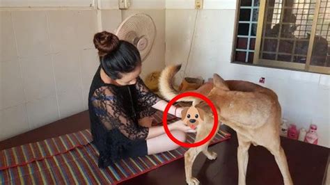 Pin By Bopha Asmr On Beautiful Girl And Her Smart Dog Girl And Dog