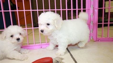 Puppies For Sale Local Breeders Happy Bichon Frise Puppies For Sale