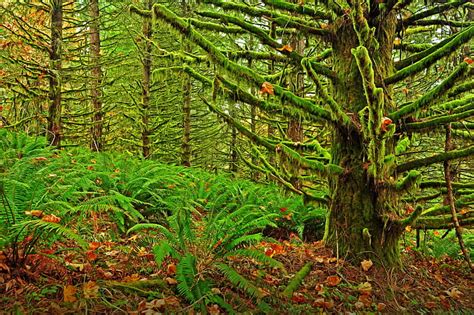 Hd Wallpaper Forest Trees Thickets Moss Oregon Wallpaper Flare