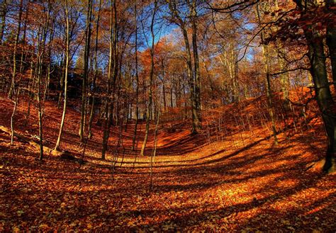 Autumn Forrrest Hdr Free Stock Photo Freeimages