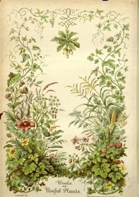 Vintage Botanical Prints Botanical Drawings Botanical Art Botanical