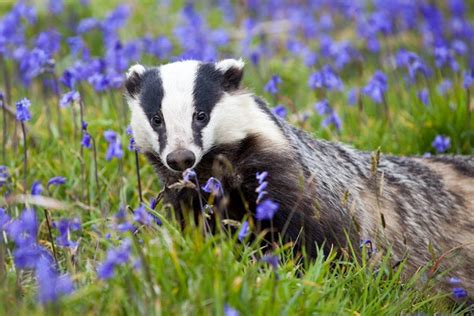 Badger Behaviour Inside The Cull Zone British Ecological Society