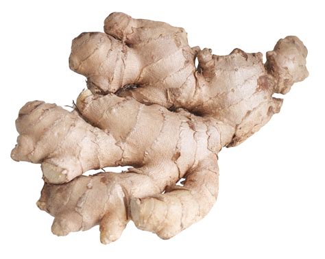 Ginger Root PNG Image PurePNG Free Transparent CC PNG Image Library
