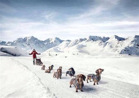 Dachshund Through The Snow Teckels Honden Fotografie