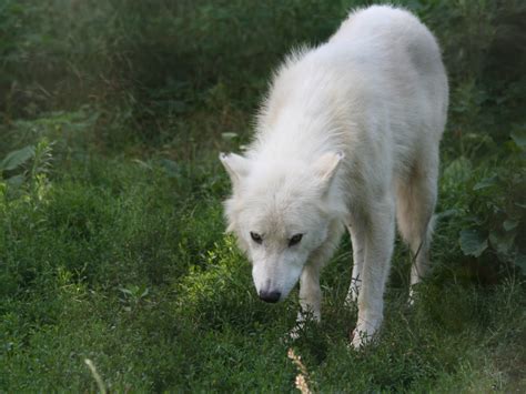 Arctic Wolf The Life Of Animals