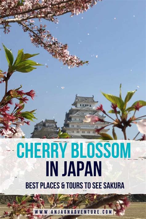 10 Stunning Japan Cherry Blossom Tours That You Will Absolutely Love In