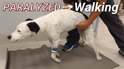 How Do You Help A Paralyzed Dog Essential Tips And Techniques