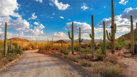 Saguaro National Park Tucson Arizona Attractions Lonely Planet