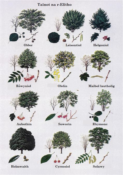 Names Of Trees Food Ideas Tree Identification Trees To Plant Plants