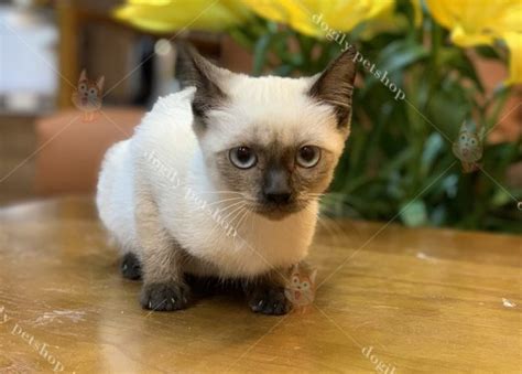 Mèo Xiêm Thái Giá Bao Nhiêu Mua Bán Mèo Siamese Con Giá Rẻ