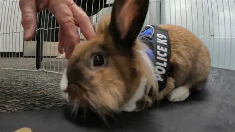 Meet Percy The Police Rabbit Youtube