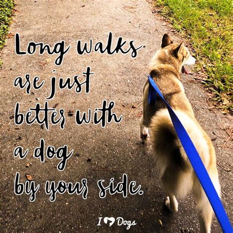 Long Walks Are Just Better With A Dog By Your Side Dog Walking