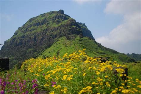 Habitat in its simplest sense , a habitat is where an organism lives and thus is a concrete physical location like a stand of trees or a. What Is Ecology? - Definition and Ecological study levels
