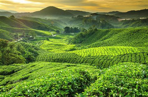 Malaysia Pahang Cameron Highlands Photograph By Cescassawin Fine