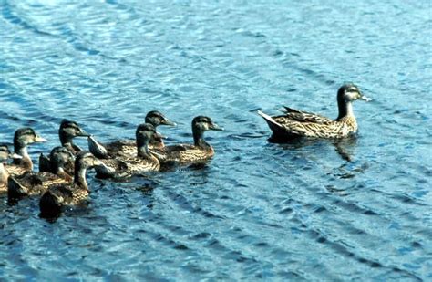 Free Picture Mallard Waterfowl Birds Lake