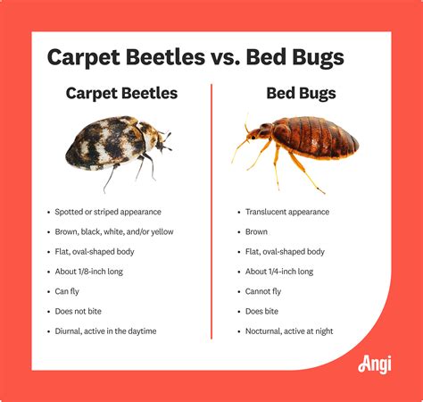 Carpet Beetle Vs Bed Bug Whats The Difference