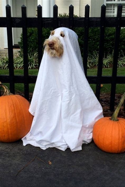 Ghost Dog Photo Dogawesomeideas Diy Dog Costumes Dog Halloween