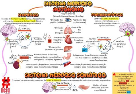 Search Results For Mapa Mental Sistema Nervoso Central LayarKaca